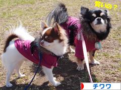 にほんブログ村 犬ブログ チワワへ