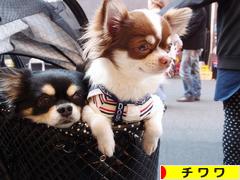にほんブログ村 犬ブログ チワワへ