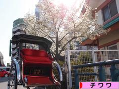 にほんブログ村 犬ブログ チワワへ