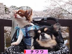 にほんブログ村 犬ブログ チワワへ