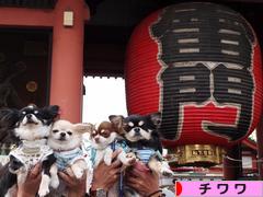 にほんブログ村 犬ブログ チワワへ