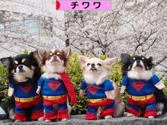 にほんブログ村 犬ブログ チワワへ
