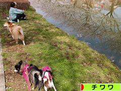 にほんブログ村 犬ブログ チワワへ