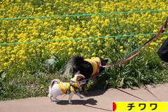 にほんブログ村 犬ブログ チワワへ