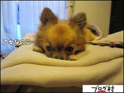 にほんブログ村 犬ブログ チワワへ