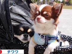 にほんブログ村 犬ブログ チワワへ