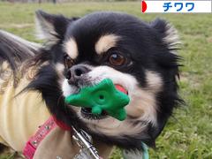 にほんブログ村 犬ブログ チワワへ