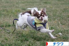 にほんブログ村 犬ブログ チワワへ