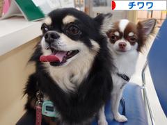 にほんブログ村 犬ブログ チワワへ