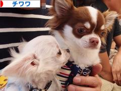 にほんブログ村 犬ブログ チワワへ