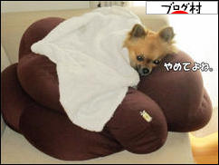 にほんブログ村 犬ブログ チワワへ