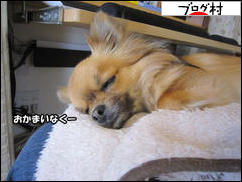 にほんブログ村 犬ブログ チワワへ