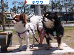 にほんブログ村 犬ブログ チワワへ