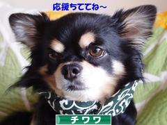 にほんブログ村 犬ブログ チワワへ