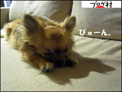 にほんブログ村 犬ブログ チワワへ