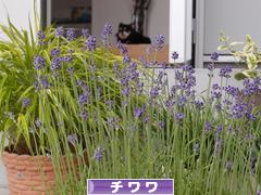 にほんブログ村 犬ブログ チワワへ