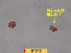 にほんブログ村 犬ブログ チワワへ