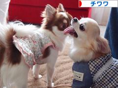 にほんブログ村 犬ブログ チワワへ