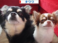にほんブログ村 犬ブログ チワワへ