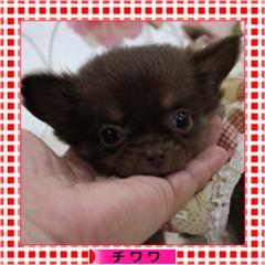 にほんブログ村 犬ブログ チワワへ