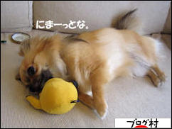 にほんブログ村 犬ブログ チワワへ