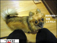 にほんブログ村 犬ブログ チワワへ