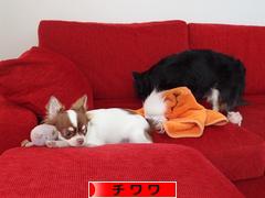にほんブログ村 犬ブログ チワワへ