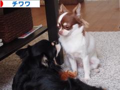 にほんブログ村 犬ブログ チワワへ