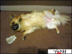 にほんブログ村 犬ブログ チワワへ