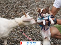 にほんブログ村 犬ブログ チワワへ