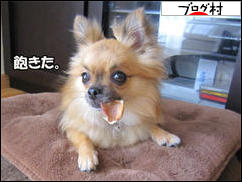 にほんブログ村 犬ブログ チワワへ
