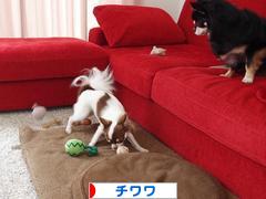 にほんブログ村 犬ブログ チワワへ