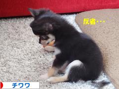 にほんブログ村 犬ブログ チワワへ