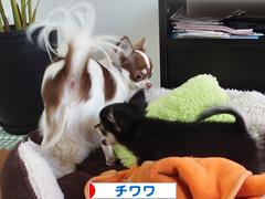 にほんブログ村 犬ブログ チワワへ