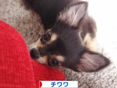 にほんブログ村 犬ブログ チワワへ