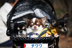 にほんブログ村 犬ブログ チワワへ
