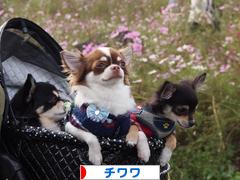 にほんブログ村 犬ブログ チワワへ