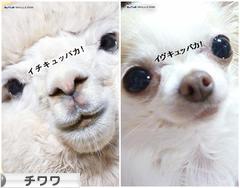 にほんブログ村 犬ブログ チワワへ