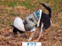 にほんブログ村 犬ブログ チワワへ