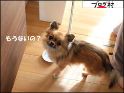 にほんブログ村 犬ブログ チワワへ