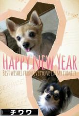 にほんブログ村 犬ブログ チワワへ