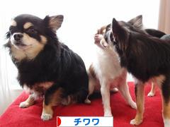 にほんブログ村 犬ブログ チワワへ