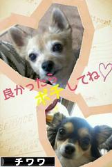 にほんブログ村 犬ブログ チワワへ
