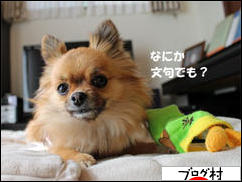 にほんブログ村 犬ブログ チワワへ