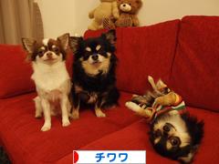 にほんブログ村 犬ブログ チワワへ