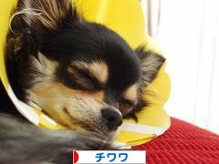 にほんブログ村 犬ブログ チワワへ