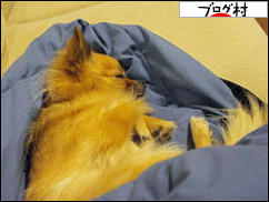 にほんブログ村 犬ブログ チワワへ