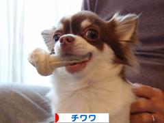 にほんブログ村 犬ブログ チワワへ