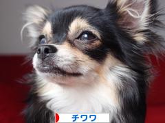 にほんブログ村 犬ブログ チワワへ