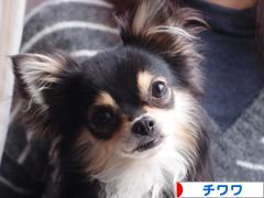にほんブログ村 犬ブログ チワワへ